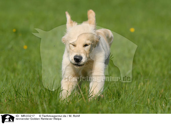 rennender Golden Retriever Welpe / running Golden Retriever puppy / MR-03217
