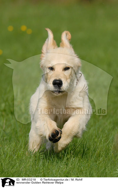 rennender Golden Retriever Welpe / running Golden Retriever puppy / MR-03218