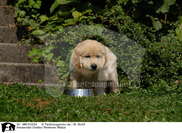 fressender Golden Retriever Welpe / eating Golden Retriever puppy / MR-03259