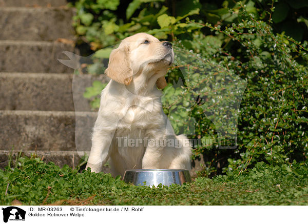 Golden Retriever Welpe / Golden Retriever puppy / MR-03263