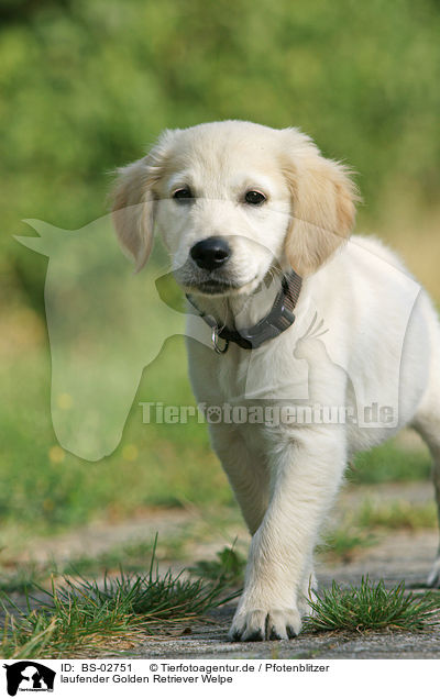 laufender Golden Retriever Welpe / walking Golden Retriever puppy / BS-02751