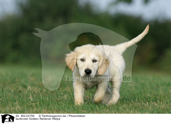 laufender Golden Retriever Welpe / walking Golden Retriever puppy / BS-02756