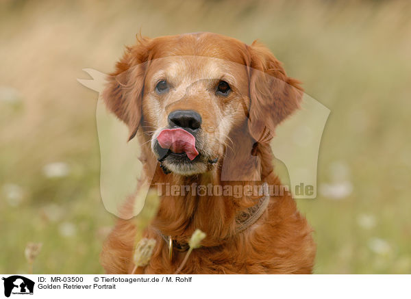 Golden Retriever Portrait / Golden Retriever Portrait / MR-03500