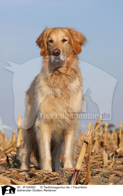 stehender Golden Retriever / standing Golden Retriever / IF-04982