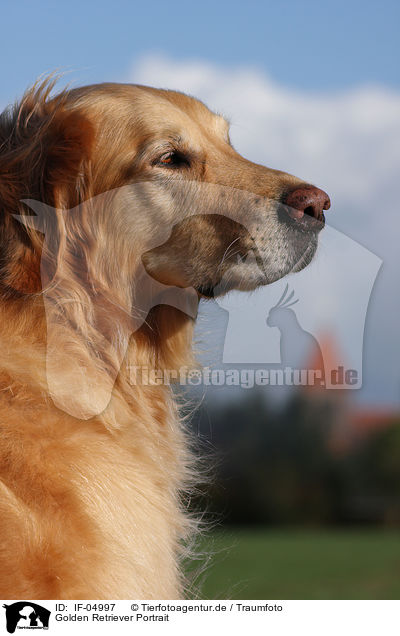 Golden Retriever Portrait / Golden Retriever Portrait / IF-04997