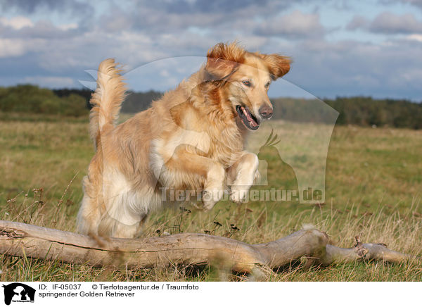 springender Golden Retriever / jumping Golden Retriever / IF-05037