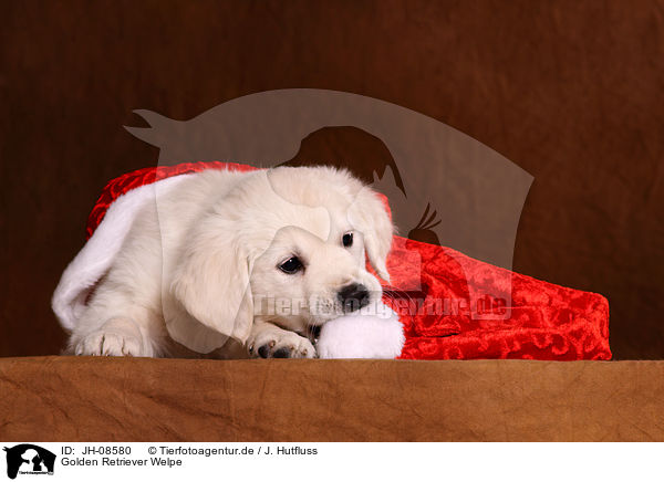 Golden Retriever Welpe / Golden Retriever Puppy / JH-08580