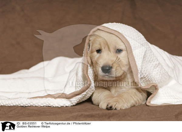 Golden Retriever Welpe / Golden Retriever Puppy / BS-03551