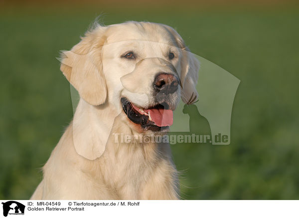 Golden Retriever Portrait / Golden Retriever Portrait / MR-04549