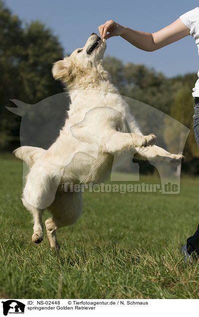 springender Golden Retriever / jumping Golden Retriever / NS-02448