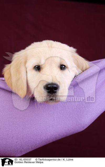 Golden Retriever Welpe / Golden Retriever Puppy / KL-05037