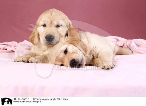 Golden Retriever Welpen / Golden Retriever Puppies / KL-05315
