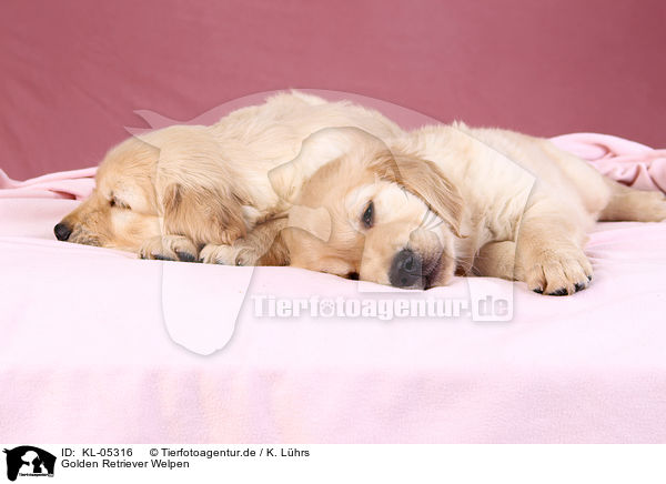 Golden Retriever Welpen / Golden Retriever Puppies / KL-05316