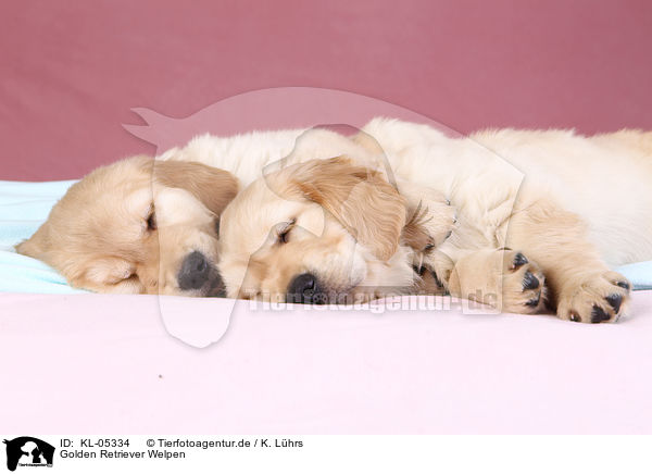Golden Retriever Welpen / Golden Retriever Puppies / KL-05334