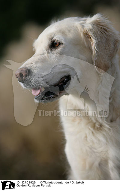 Golden Retriever Portrait / Golden Retriever Portrait / DJ-01929