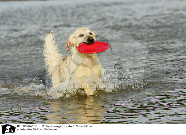 spielender Golden Retriever / playing Golden Retriever / BS-04163