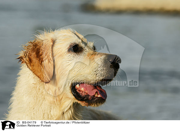 Golden Retriever Portrait / Golden Retriever Portrait / BS-04179