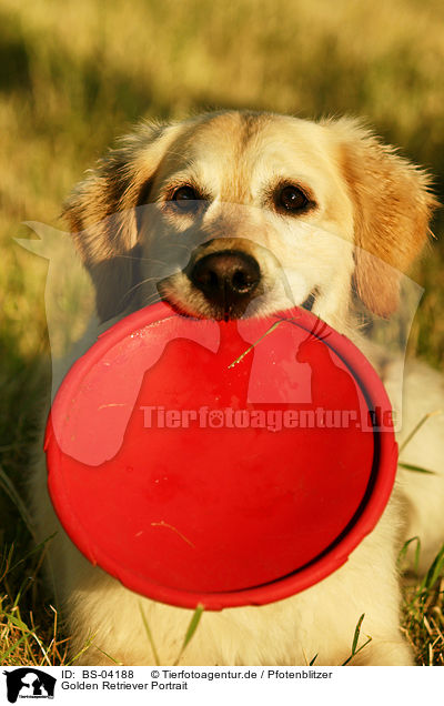 Golden Retriever Portrait / Golden Retriever Portrait / BS-04188