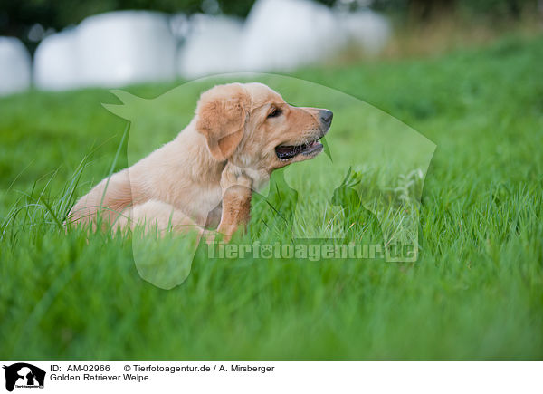 Golden Retriever Welpe / Golden Retriever Puppy / AM-02966