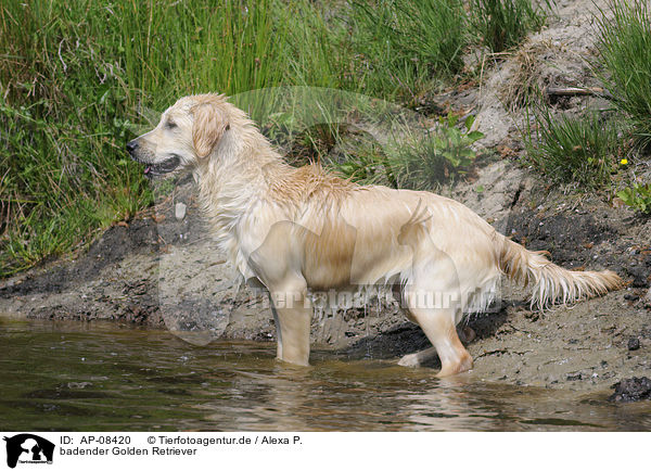 badender Golden Retriever / bathing Golden Retriever / AP-08420