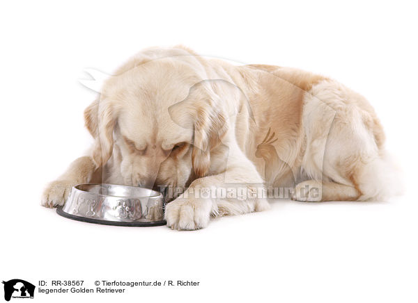 liegender Golden Retriever / lying Golden Retriever / RR-38567