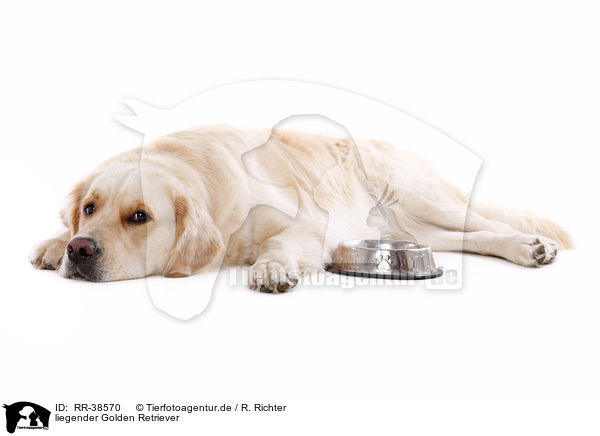 liegender Golden Retriever / lying Golden Retriever / RR-38570