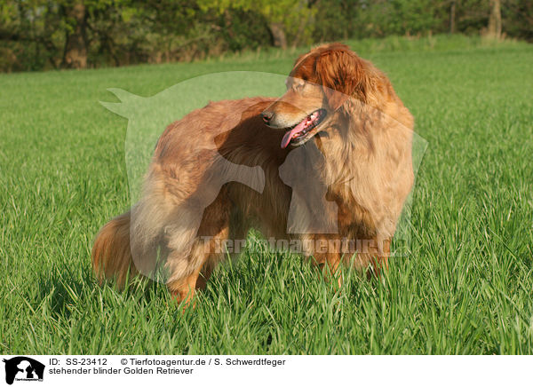 stehender Golden Retriever / standing Golden Retriever / SS-23412