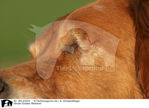 blinder Golden Retriever / blind Golden Retriever / SS-23434