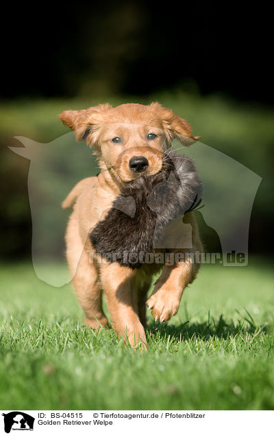 Golden Retriever Welpe / Golden Retriever Puppy / BS-04515