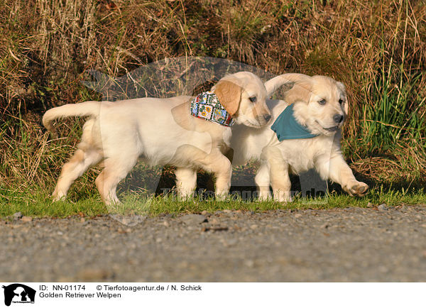 Golden Retriever Welpen / Golden Retriever Puppies / NN-01174