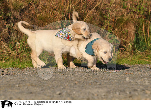 Golden Retriever Welpen / Golden Retriever Puppies / NN-01175