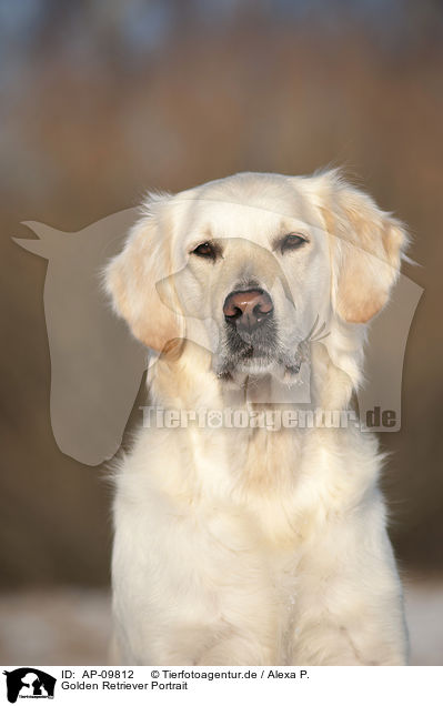 Golden Retriever Portrait / Golden Retriever Portrait / AP-09812