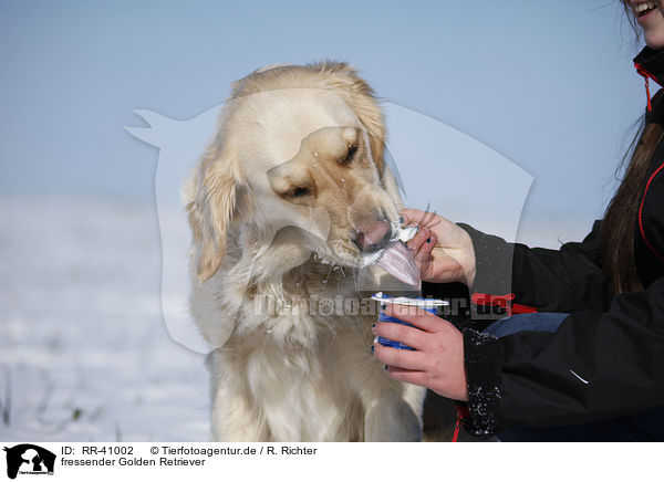 fressender Golden Retriever / eating Golden Retriever / RR-41002