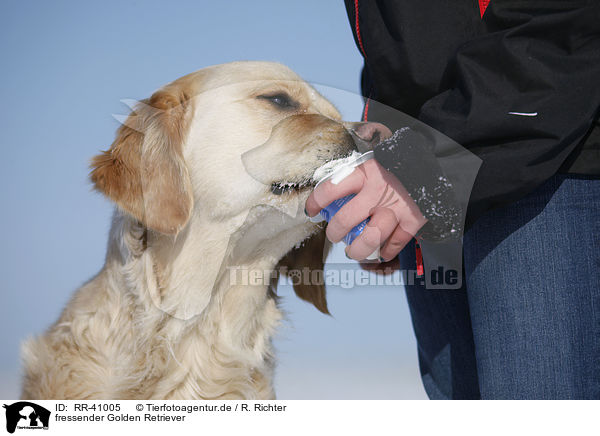 fressender Golden Retriever / eating Golden Retriever / RR-41005