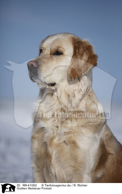 Golden Retriever Portrait / Golden Retriever Portrait / RR-41062