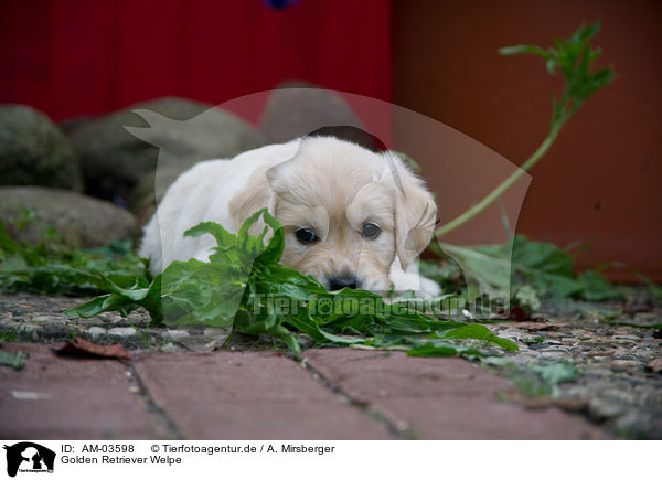 Golden Retriever Welpe / Golden Retriever Puppy / AM-03598