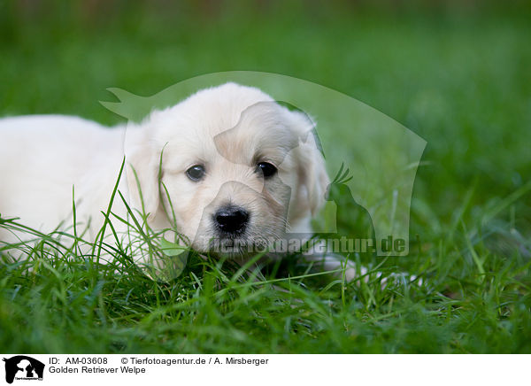 Golden Retriever Welpe / Golden Retriever Puppy / AM-03608