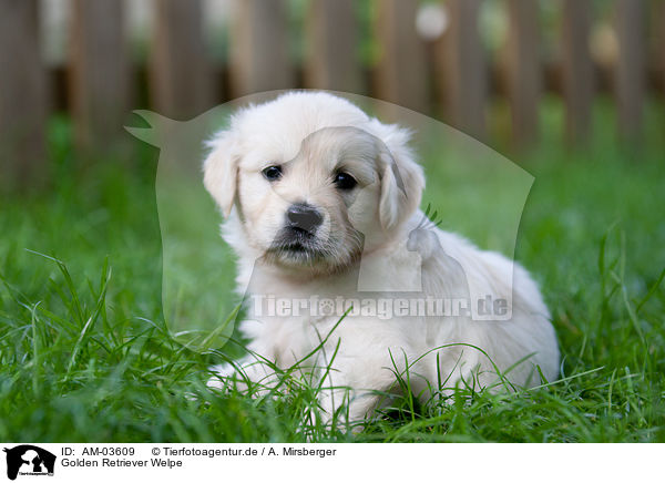 Golden Retriever Welpe / Golden Retriever Puppy / AM-03609