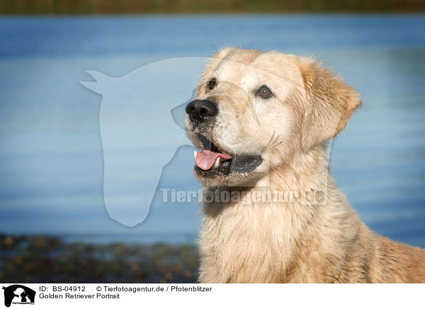 Golden Retriever Portrait / Golden Retriever Portrait / BS-04912