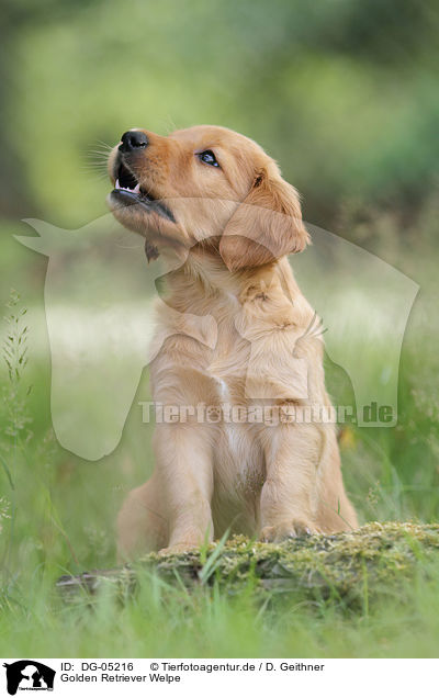 Golden Retriever Welpe / Golden Retriever Puppy / DG-05216