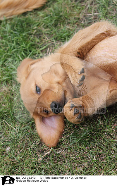 Golden Retriever Welpe / Golden Retriever Puppy / DG-05243