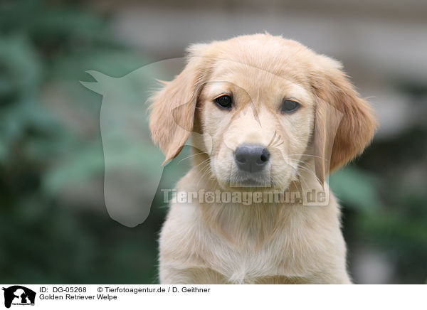 Golden Retriever Welpe / Golden Retriever Puppy / DG-05268