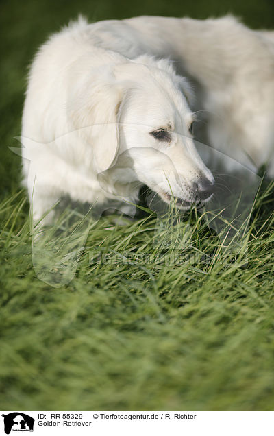 Golden Retriever / Golden Retriever / RR-55329