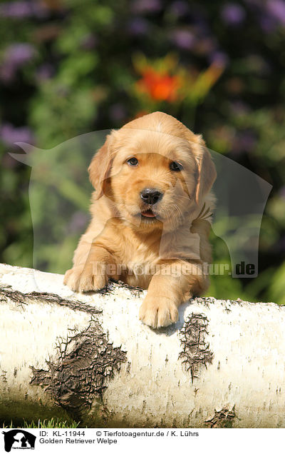Golden Retriever Welpe / Golden Retriever Puppy / KL-11944