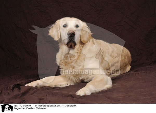 liegender Golden Retriever / lying Golden Retriever / YJ-06910