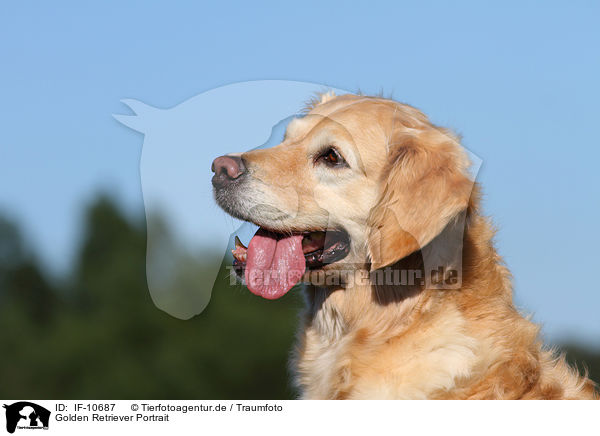 Golden Retriever Portrait / Golden Retriever Portrait / IF-10687