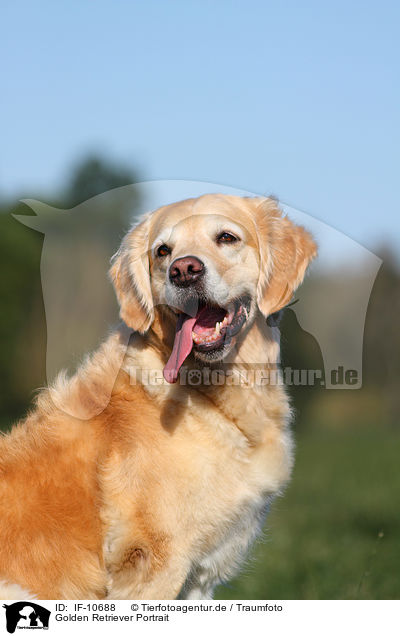 Golden Retriever Portrait / Golden Retriever Portrait / IF-10688