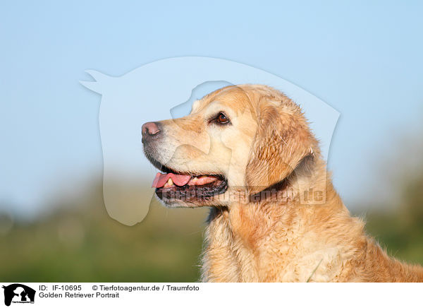 Golden Retriever Portrait / Golden Retriever Portrait / IF-10695