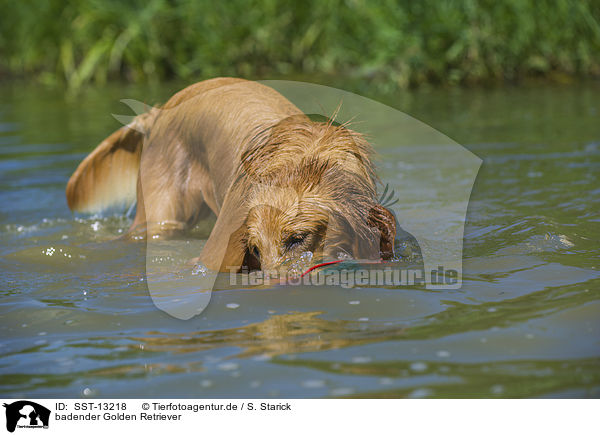 badender Golden Retriever / bathing Golden Retriever / SST-13218