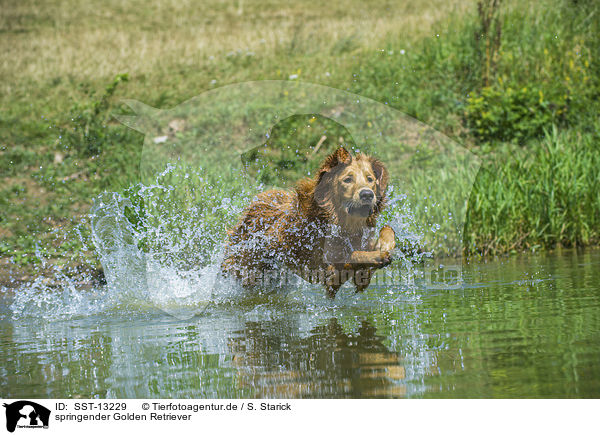 springender Golden Retriever / jumping Golden Retriever / SST-13229